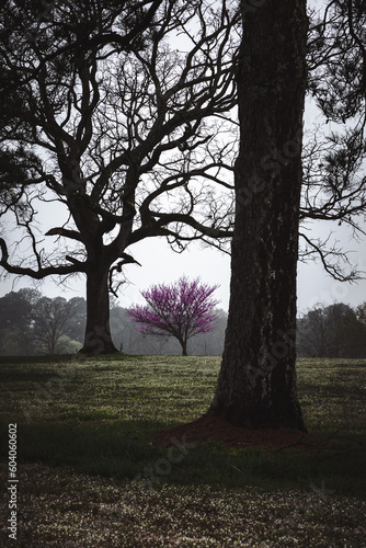 trees in the park