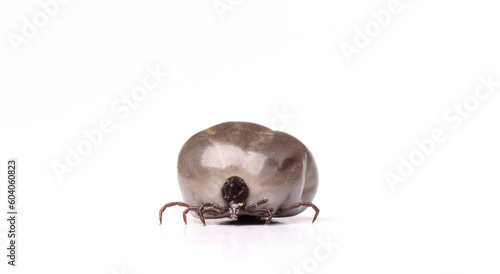 Blood-filled tick on white background