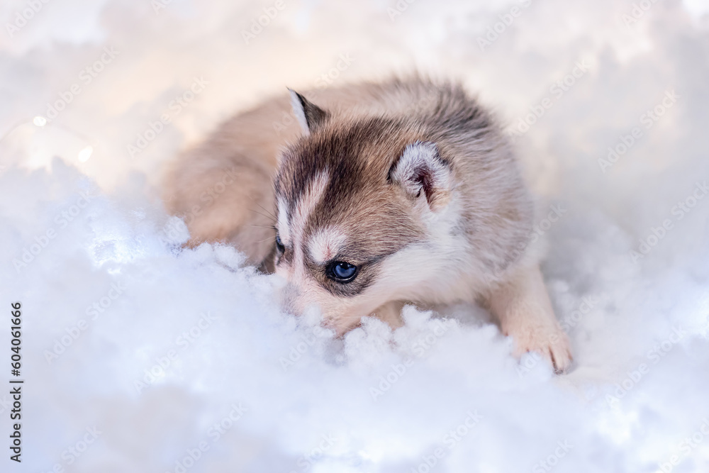 A little one and a half month old husky puppy on white fluff with luminous garlands. A little one and a half month old husky puppy on white fluff with luminous garlands.