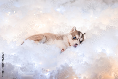 Fototapeta Naklejka Na Ścianę i Meble -  A little one and a half month old husky puppy on white fluff with luminous garlands.
