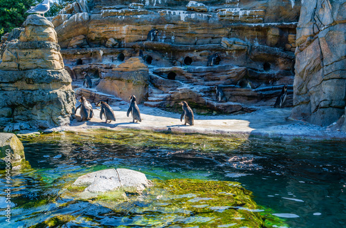 Seattle Zoo Penguins photo