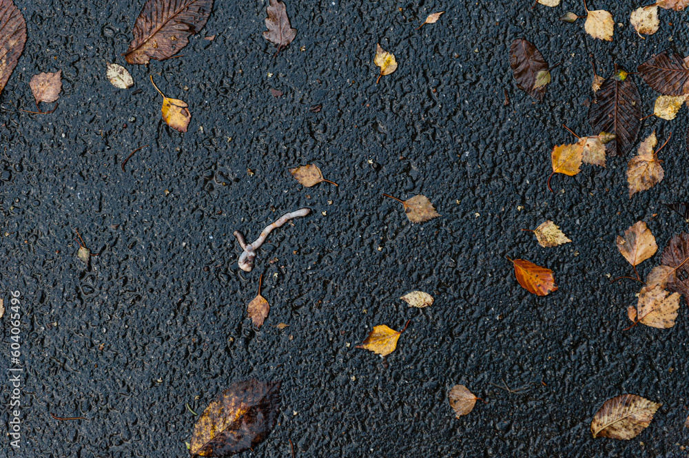 Lonely earthworn crawling across wet asphalt at fall.