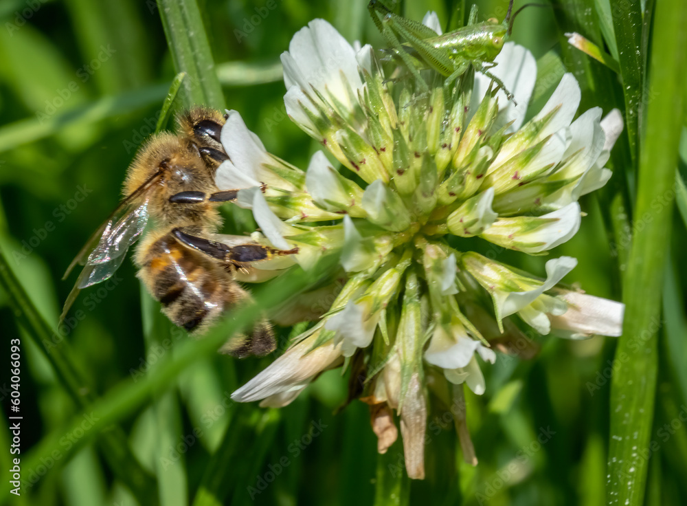 Macro photography with a bee and a grasshopper on a white clover flower.