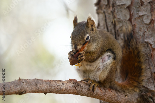 Cute squirrel is holding a cone and eating seeds on the branch.