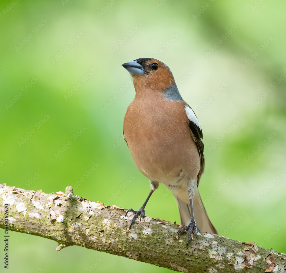 Common chaffinch, Fringilla coelebs. A bird in the forest sits on a branch on a beautiful background Common chaffinch, Fringilla coelebs. A bird in the forest sits on a branch on a beautiful background