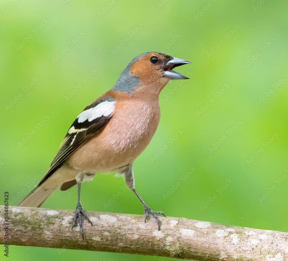 Common chaffinch, Fringilla coelebs. A male bird sings while sitting on a tree branch in the woods Common chaffinch, Fringilla coelebs. A male bird sings while sitting on a tree branch in the woods