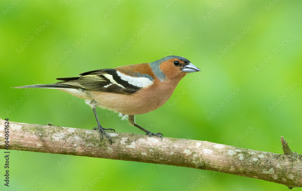 Common chaffinch, Fringilla coelebs. A bird in the forest sits on a branch on a beautiful background