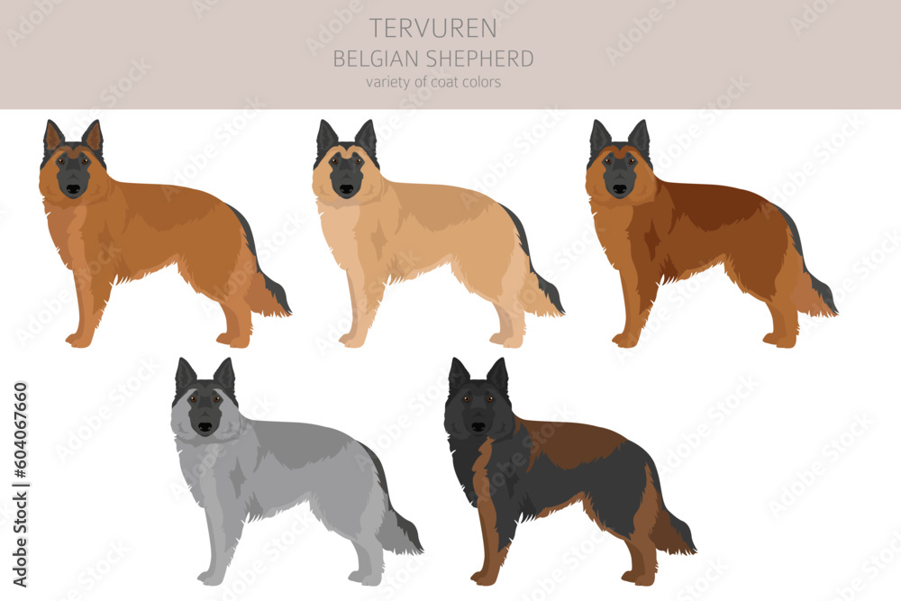 Belgian Tervuren clipart. Different poses, coat colors set