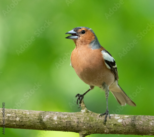 Common chaffinch, Fringilla coelebs. A male bird sings while sitting on a tree branch in the woods