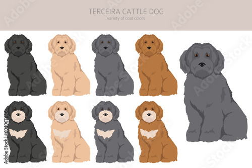 Terceira Cattle dog clipart. Different poses, coat colors set