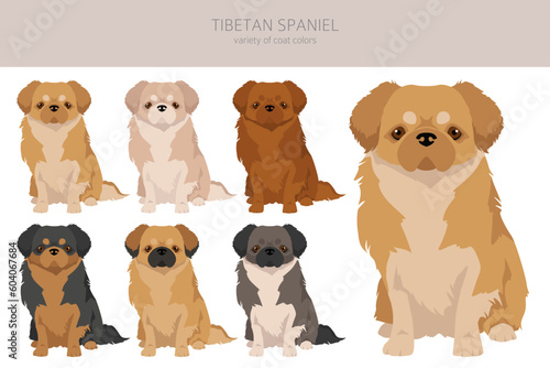 Quadro su tela Tibetan spaniel clipart. Different poses, coat colors set