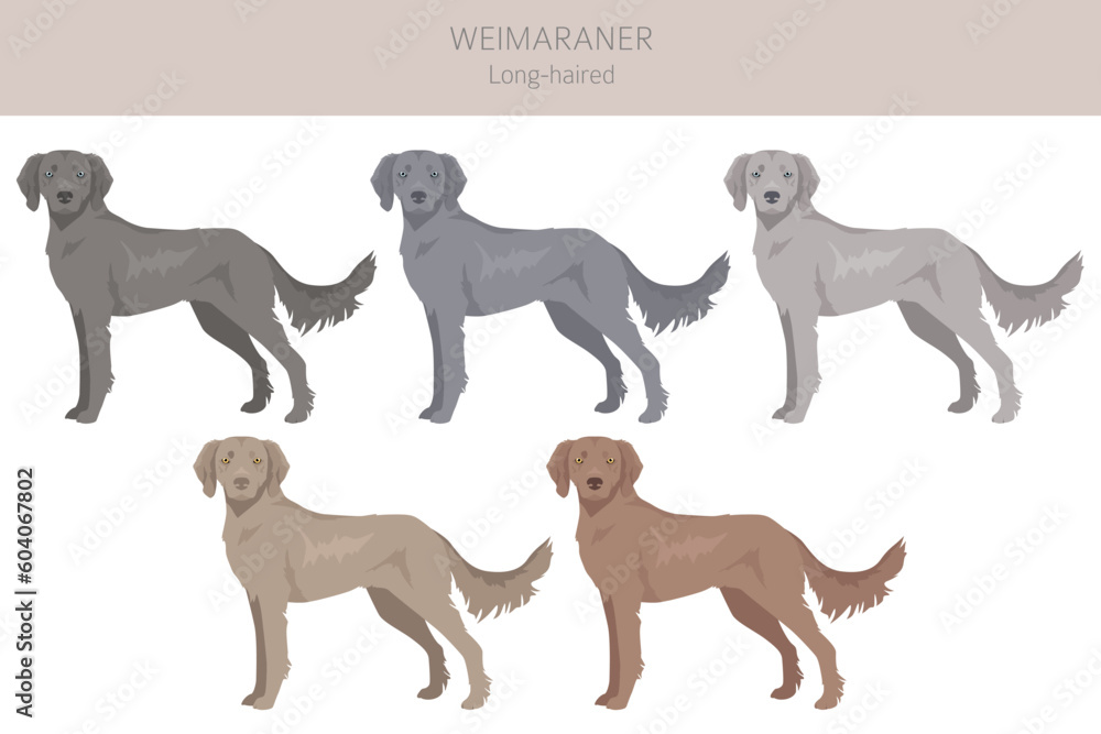 Weimaraner longhaired dog clipart. All coat colors set.  All dog breeds characteristics infographic