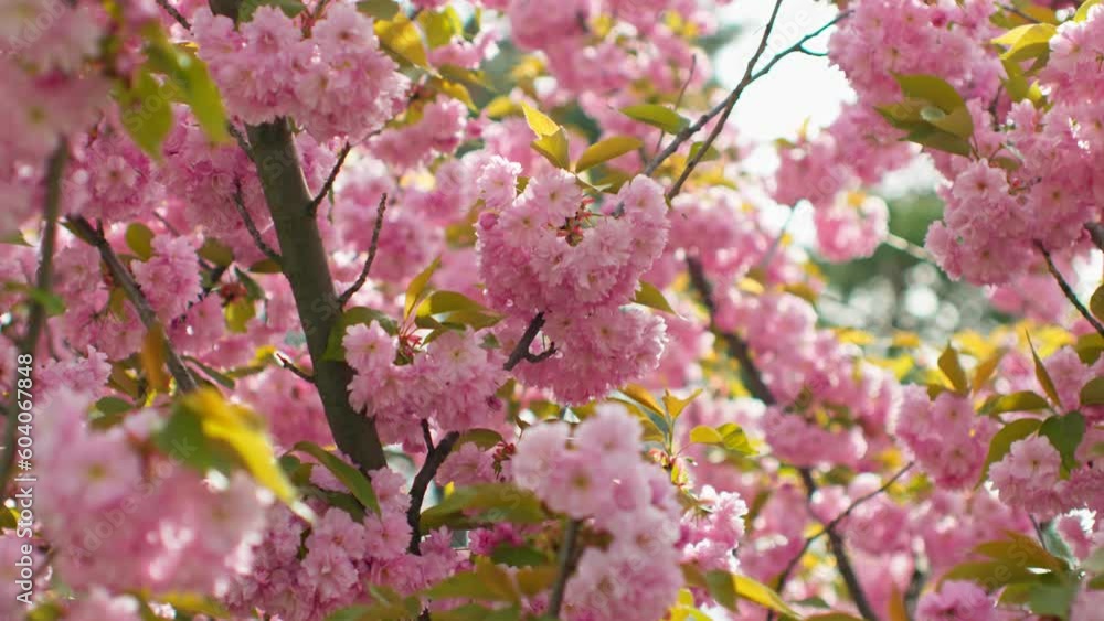 Spring forest cherry pink flowers branch blooming plant Spring forest cherry pink flowers branch blooming plant