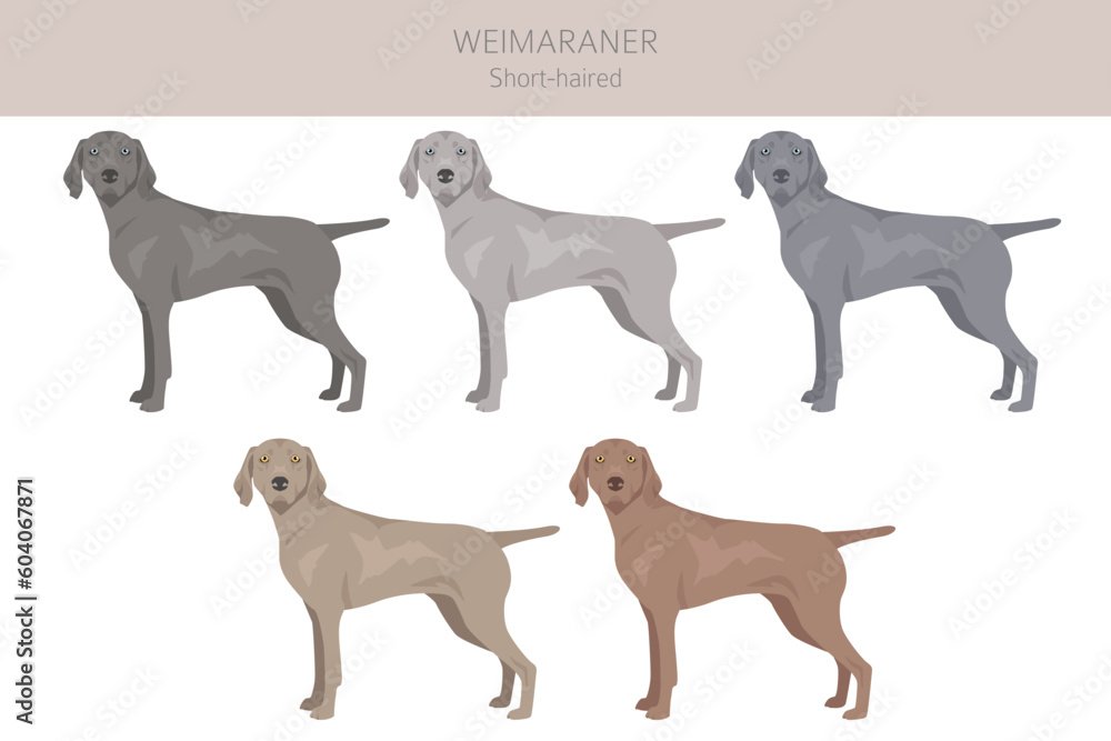 Weimaraner shorthaired dog clipart. All coat colors set.  All dog breeds characteristics infographic