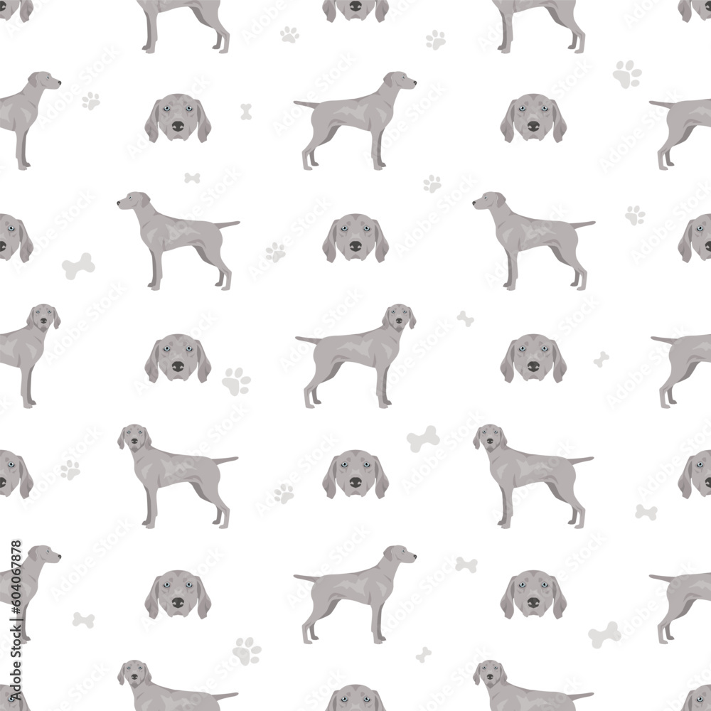 Weimaraner shorthaired dog seamless pattern. All coat colors set.  All dog breeds characteristics infographic
