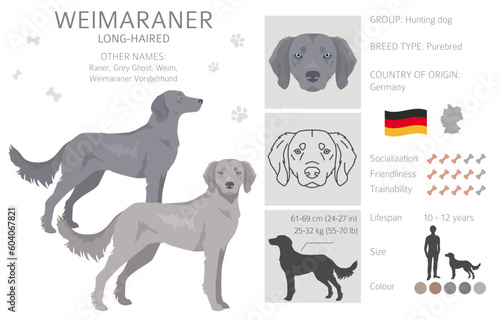 Weimaraner longhaired dog clipart. All coat colors set.  All dog breeds characteristics infographic photo