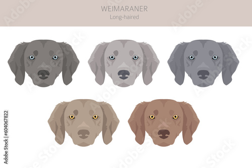 Fototapeta Naklejka Na Ścianę i Meble -  Weimaraner longhaired dog clipart. All coat colors set.  All dog breeds characteristics infographic