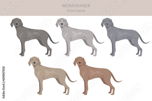 Weimaraner shorthaired dog clipart. All coat colors set. All dog breeds characteristics infographic