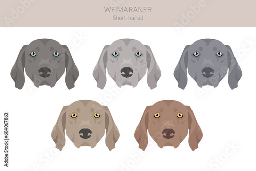 Fototapeta Naklejka Na Ścianę i Meble -  Weimaraner shorthaired dog clipart. All coat colors set.  All dog breeds characteristics infographic