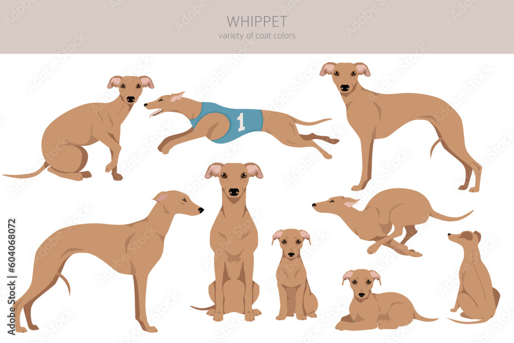 Whippet clipart. Different poses, coat colors set