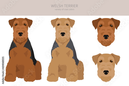 Welsh terrier clipart. Different poses, coat colors set