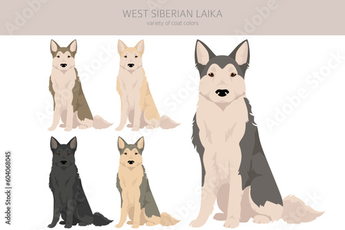 West Siberian Laika clipart. All coat colors set.  All dog breeds characteristics infographic