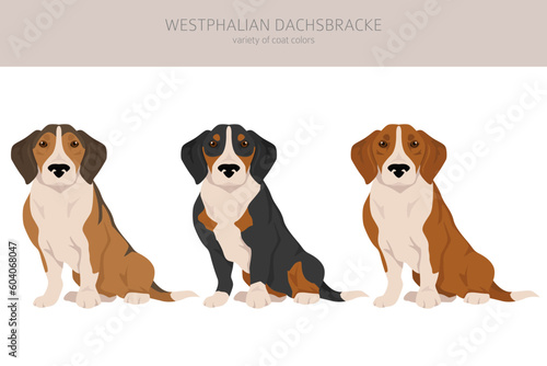 Westphalian dachsbracke clipart. All coat colors set.  All dog breeds characteristics infographic © a7880ss