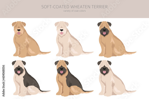 Soft coated Wheaten Terrier clipart. Different poses, coat colors set photo