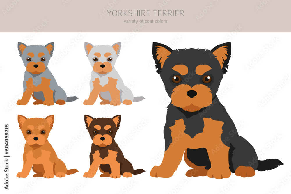 Yorkshire Terrier clipart. Different poses, coat colors set