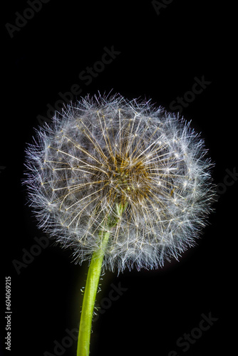 dandelion on black background