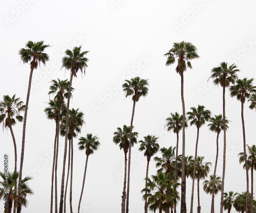 CTall alifornia fan palm trees in the morning fog