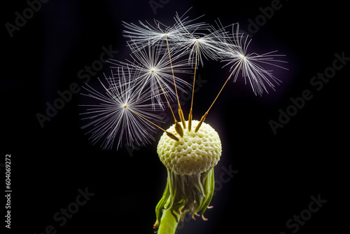 dandelion on black background