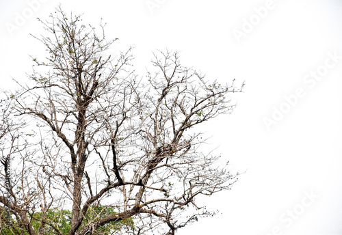 Dry branch of trees on white background