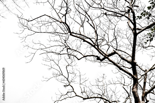 Dry branch of trees on white background