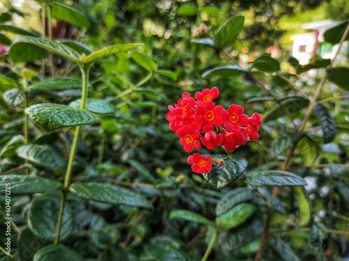 Rondeletia odorata or Fragrant Rondeletia blooming in the garden. photo