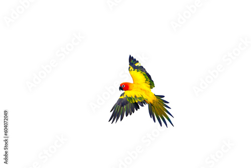 Sun conure parrot flying isolated on transparent background.