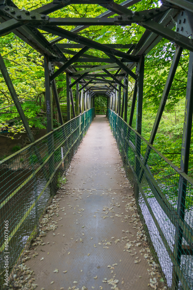 Obraz premium bridge in the forest