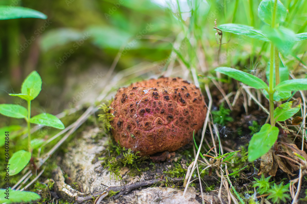 mushrooms in the grass