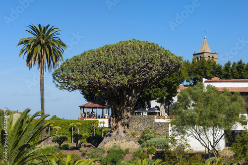 Millennial Dragon Tree (Dracaena draco), Icod de los Vinos, Tenerife, Canary Islands, Spain