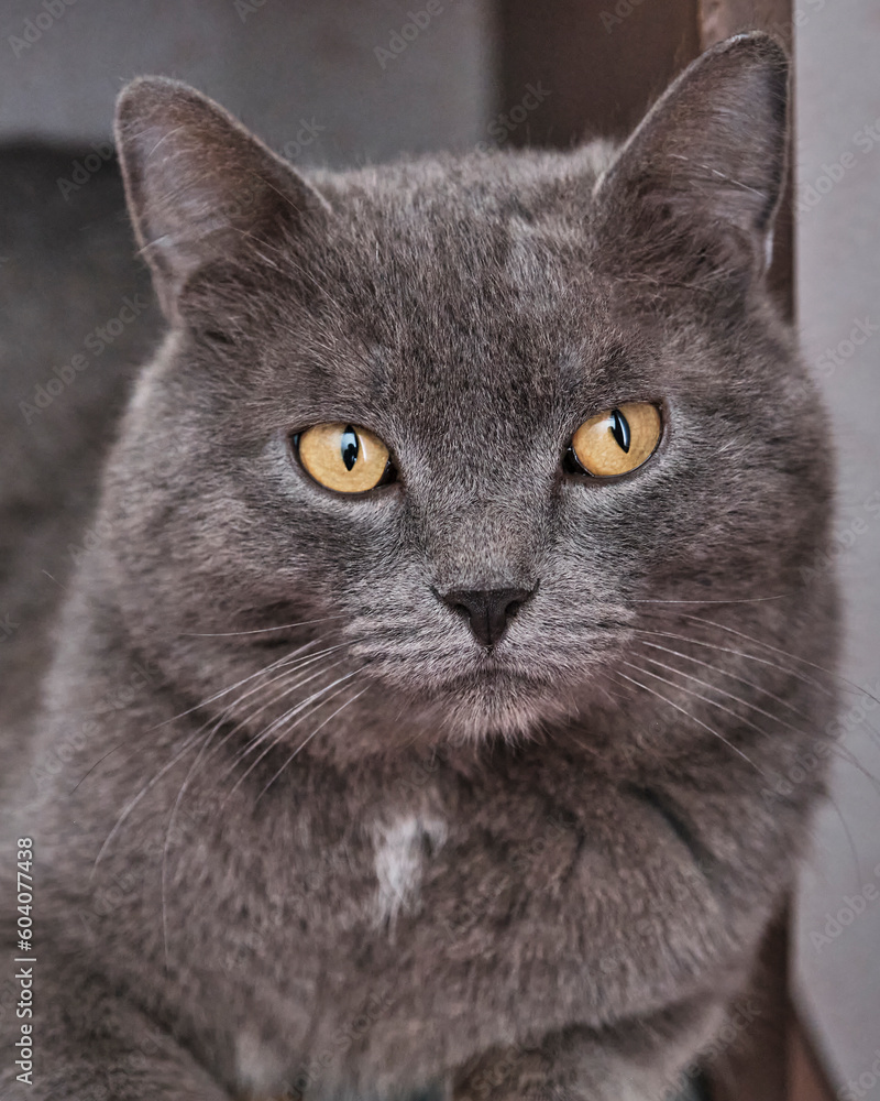 Portrait of adult domestic cat with serious attentive look.