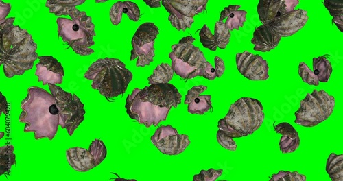 Oysters with Black Pearls Falling slow motion