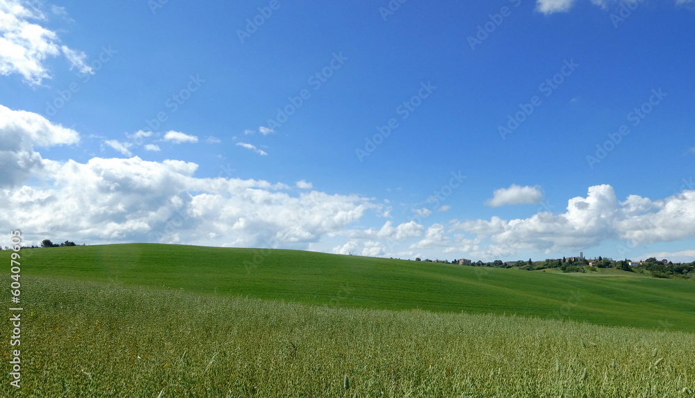 toscana - campagna di Orciano Pisano