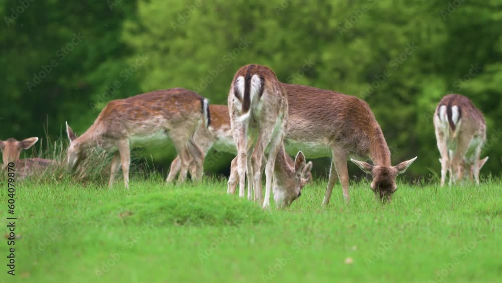 Low down Close up of Fallow deer grazing in the field Low down Close up of Fallow deer grazing in the field