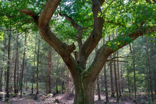 Brautiful oak tree in Ashdown forest in summer, close up photo