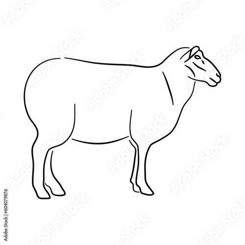 Sketch hand drawn silhouette of a Sheep. Doodle vector isolated on a white background.