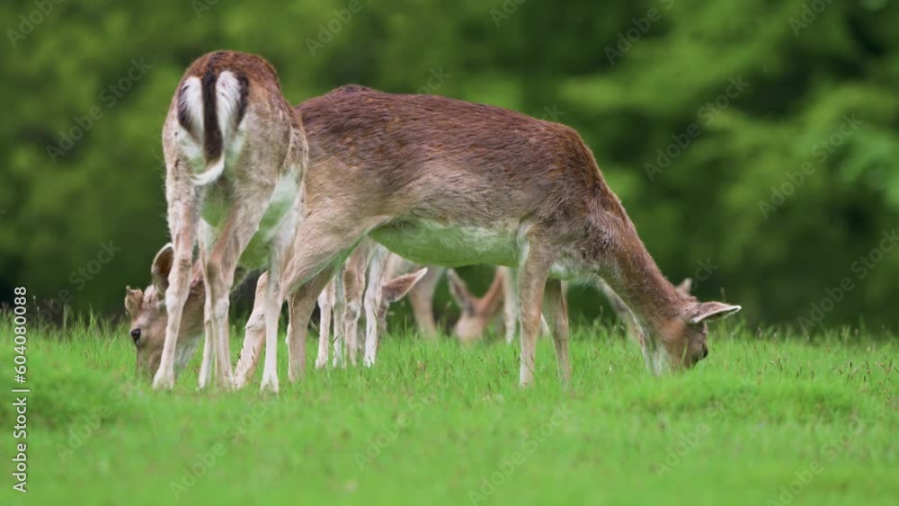 Close up of single Fallow deer face right to screen grazing whiles others have their backs to camera Close up of single Fallow deer face right to screen grazing whiles others have their backs to camera