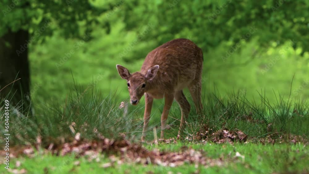 Close up of Fallow deer walking through woodland Close up of Fallow deer walking through woodland