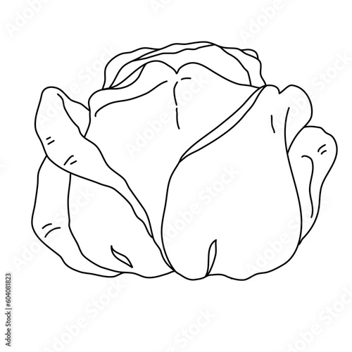 Rose flower bud line art. Hand drawn realistic detailed vector illustration. Black and white clipart.