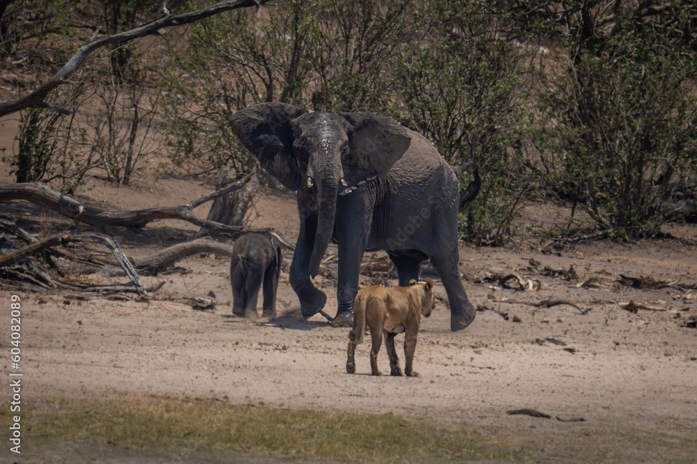 Fototapeta premium African bush elephant protects calf from lioness