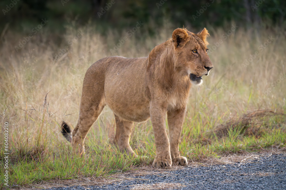 Young male lion stands staring beside road Young male lion stands staring beside road